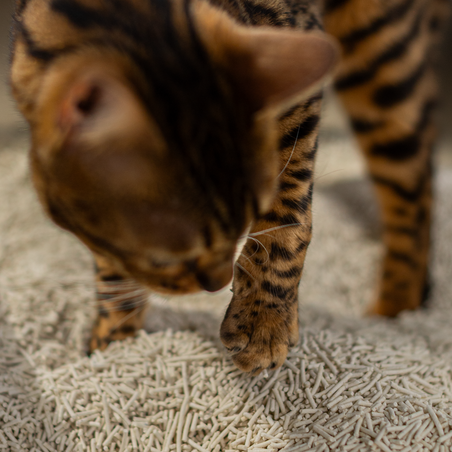 TOFU CAT LITTER